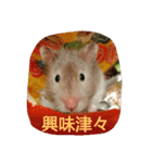 ハムモモ時々ねこ（個別スタンプ：14）