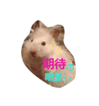 ハムモモ時々ねこ（個別スタンプ：15）