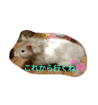 ハムモモ時々ねこ（個別スタンプ：16）