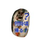 ハムモモ時々ねこ（個別スタンプ：17）