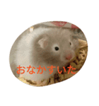 ハムモモ時々ねこ（個別スタンプ：20）