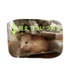ハムモモ時々ねこ（個別スタンプ：21）