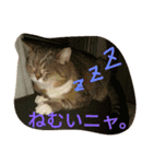 ハムモモ時々ねこ（個別スタンプ：22）