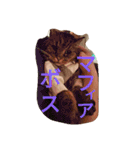 ハムモモ時々ねこ（個別スタンプ：24）