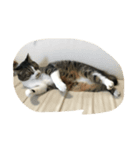 Japanese cat is white kigitora（個別スタンプ：1）