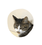 Japanese cat is white kigitora（個別スタンプ：3）