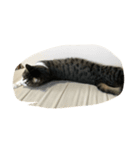 Japanese cat is white kigitora（個別スタンプ：4）