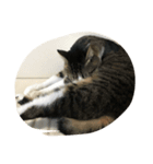 Japanese cat is white kigitora（個別スタンプ：5）