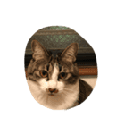 Japanese cat is white kigitora（個別スタンプ：6）