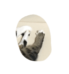 Japanese cat is white kigitora（個別スタンプ：8）