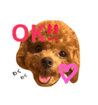 マルプーchocoちゃん（個別スタンプ：1）