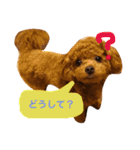 マルプーchocoちゃん（個別スタンプ：5）