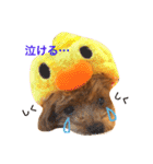 マルプーchocoちゃん（個別スタンプ：6）