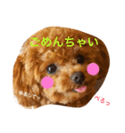 マルプーchocoちゃん（個別スタンプ：7）