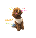 マルプーchocoちゃん（個別スタンプ：9）