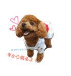 マルプーchocoちゃん（個別スタンプ：10）
