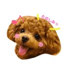 マルプーchocoちゃん（個別スタンプ：11）
