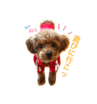 マルプーchocoちゃん（個別スタンプ：12）