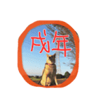 dre:am dog 3（個別スタンプ：1）