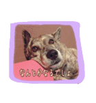dre:am dog 3（個別スタンプ：3）
