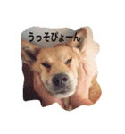 dre:am dog 3（個別スタンプ：4）