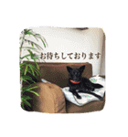 dre:am dog 3（個別スタンプ：6）