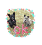 dre:am dog 3（個別スタンプ：7）