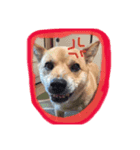 dre:am dog 3（個別スタンプ：8）