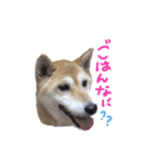 愛犬チーズ（個別スタンプ：1）