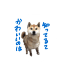 愛犬チーズ（個別スタンプ：2）