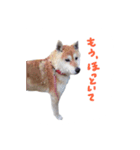 愛犬チーズ（個別スタンプ：3）