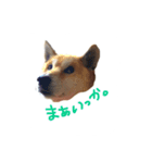 愛犬チーズ（個別スタンプ：8）