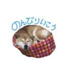 愛犬チーズ（個別スタンプ：10）