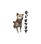 愛犬チーズ（個別スタンプ：11）