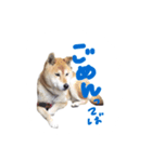 愛犬チーズ（個別スタンプ：12）