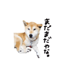 愛犬チーズ（個別スタンプ：14）