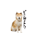 愛犬チーズ（個別スタンプ：15）