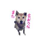 愛犬チーズ（個別スタンプ：16）