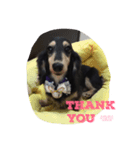 dachshund-Strawberry（個別スタンプ：1）