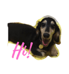 dachshund-Strawberry（個別スタンプ：2）