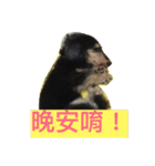 dachshund-Strawberry（個別スタンプ：4）