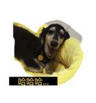 dachshund-Strawberry（個別スタンプ：5）