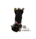 dachshund-Strawberry（個別スタンプ：6）