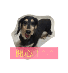 dachshund-Strawberry（個別スタンプ：7）