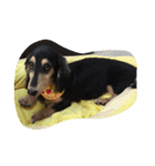 dachshund-Strawberry（個別スタンプ：8）