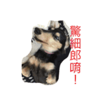 dachshund-Strawberry（個別スタンプ：9）
