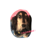 dachshund-Strawberry（個別スタンプ：10）