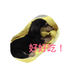 dachshund-Strawberry（個別スタンプ：12）