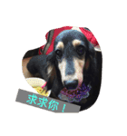 dachshund-Strawberry（個別スタンプ：13）