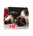 dachshund-Strawberry（個別スタンプ：16）